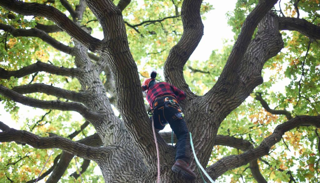 Tree Trimming