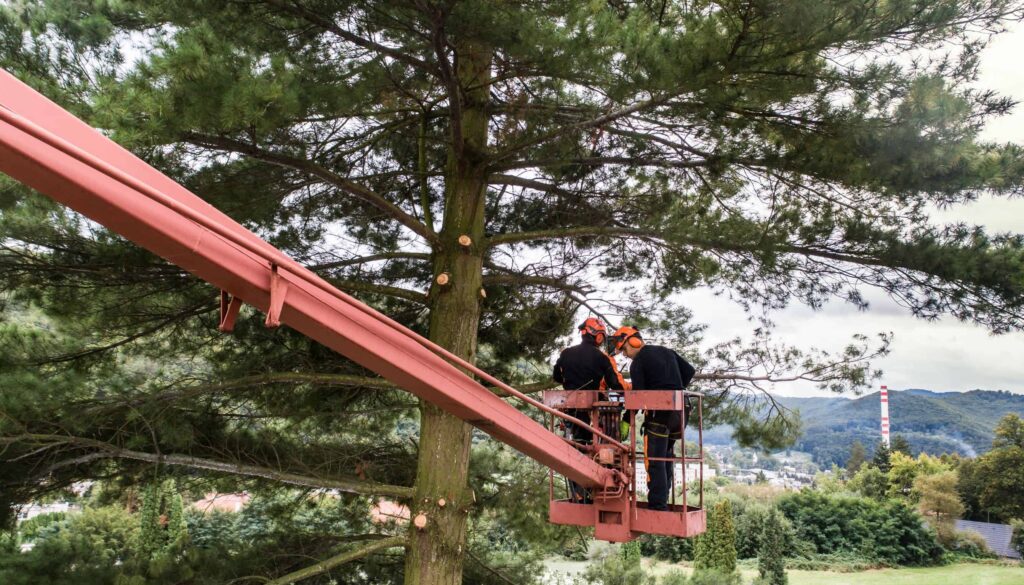professional tree trimming ny