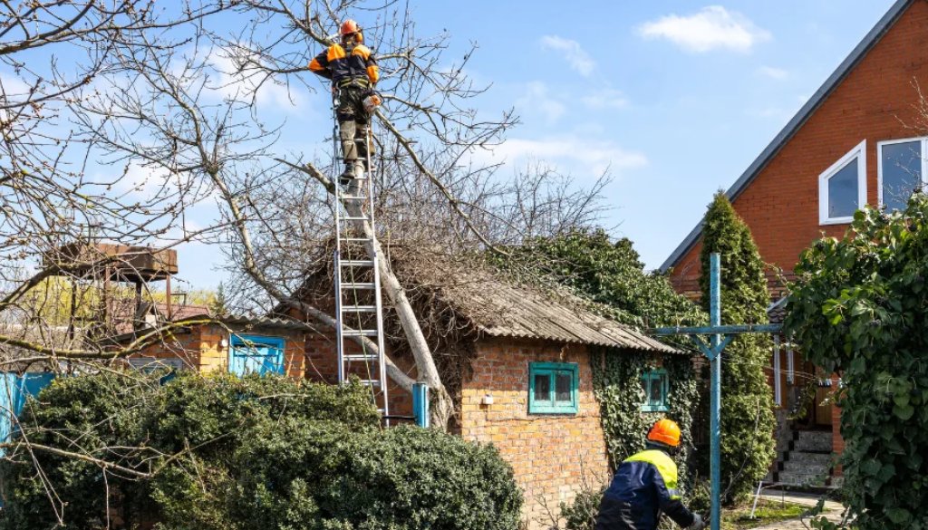 can you remove a tree hanging over your property