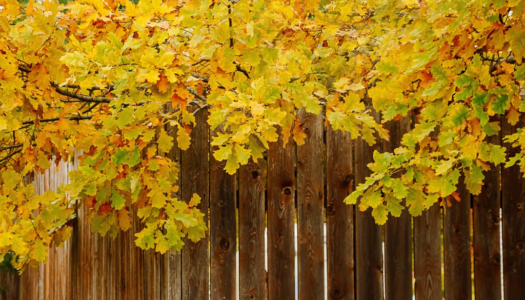neighbors trees hanging over my fence