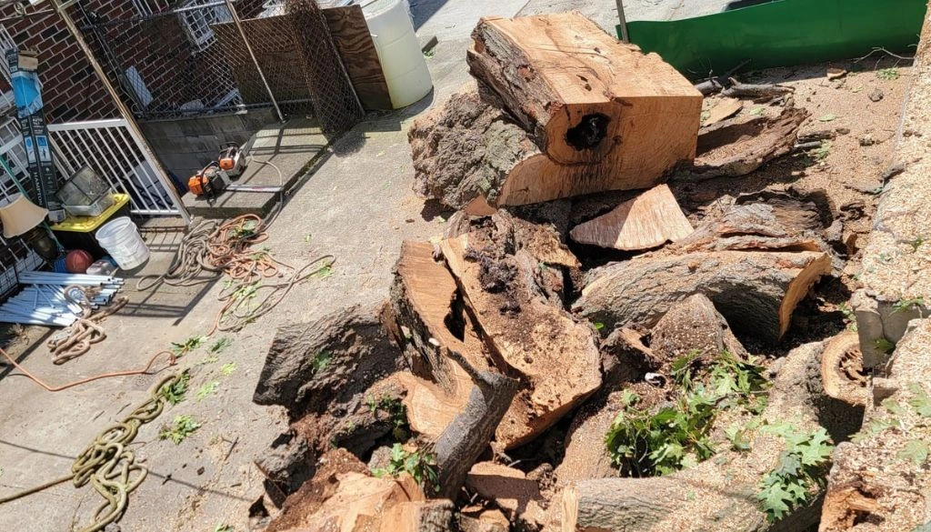 new york tree removal services