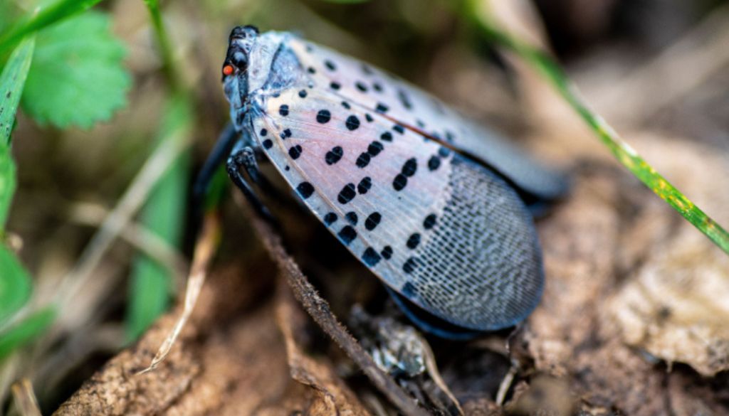 pruning tree from pests