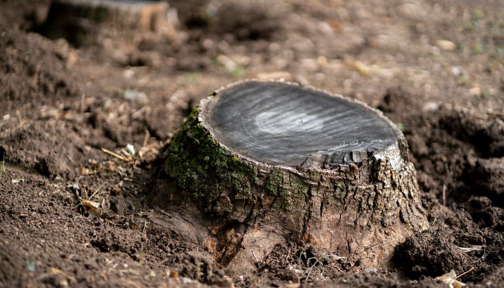 repair your yard stump removal services repair your yard stump removal services