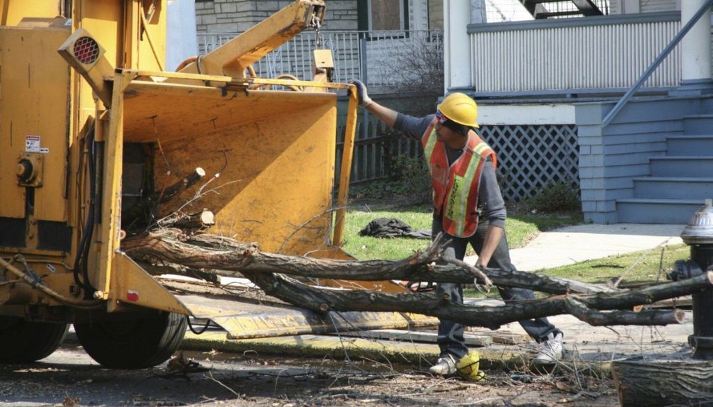 emergency tree removal services