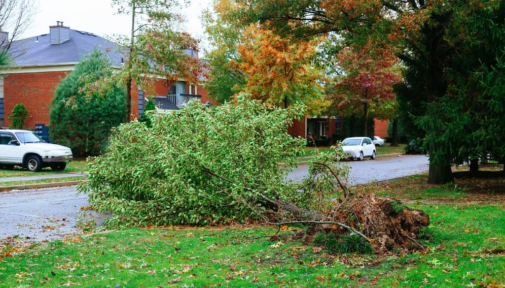 tree safety inspection for storm damage