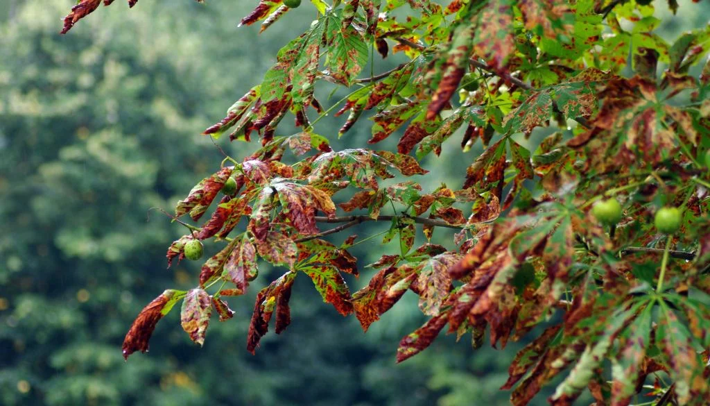 trusted tree removal experts