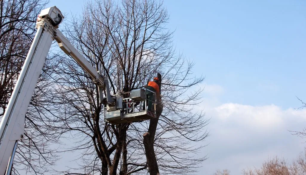 native tree care new york garden tree care native tree care new york garden tree care
