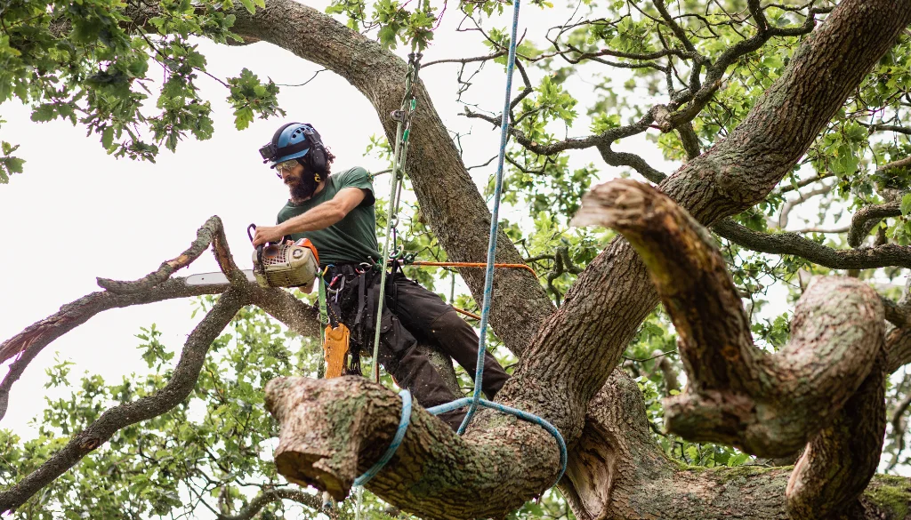 tree care to prevent damage tree care to prevent damage