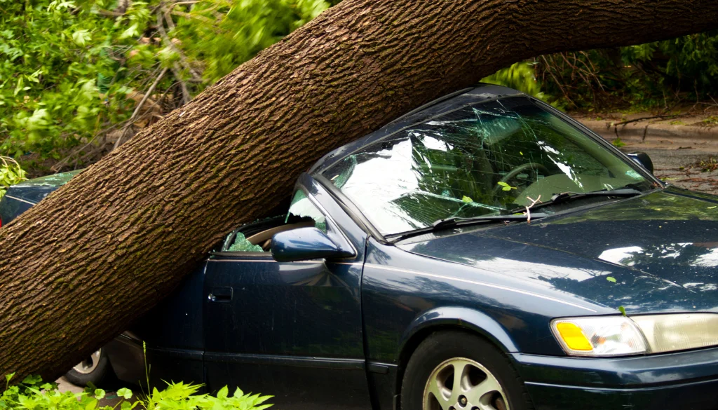 tree fell on my neighbors car tree fell on my neighbors car