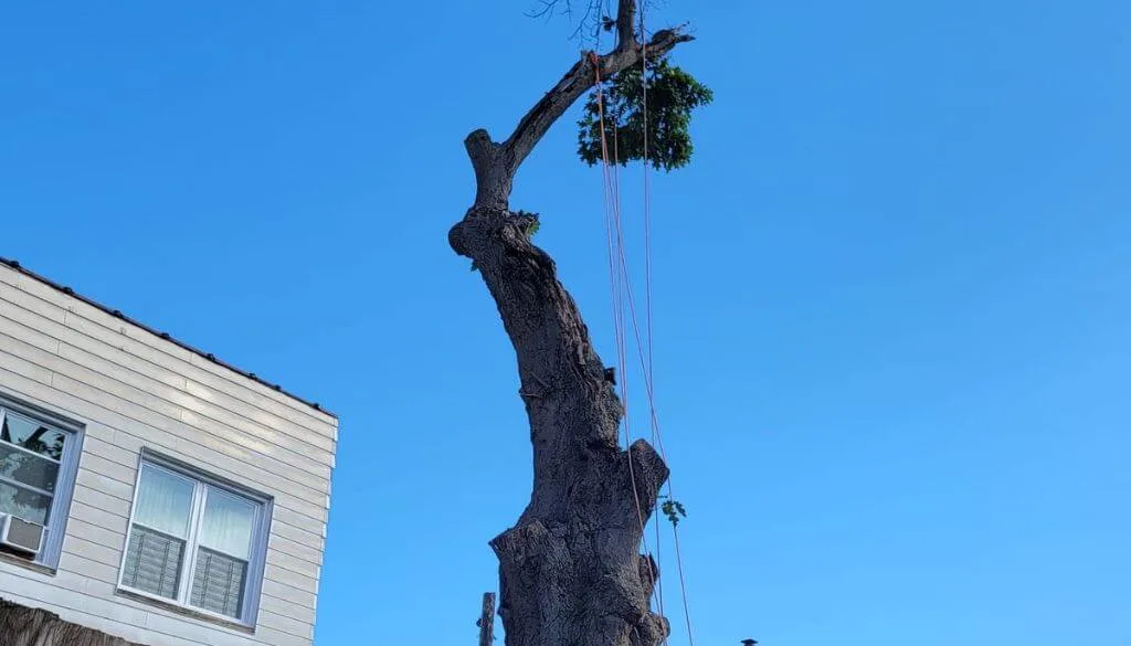 Identifying dangerous trees