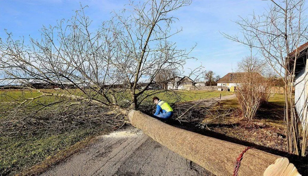 Removing dangerous tree