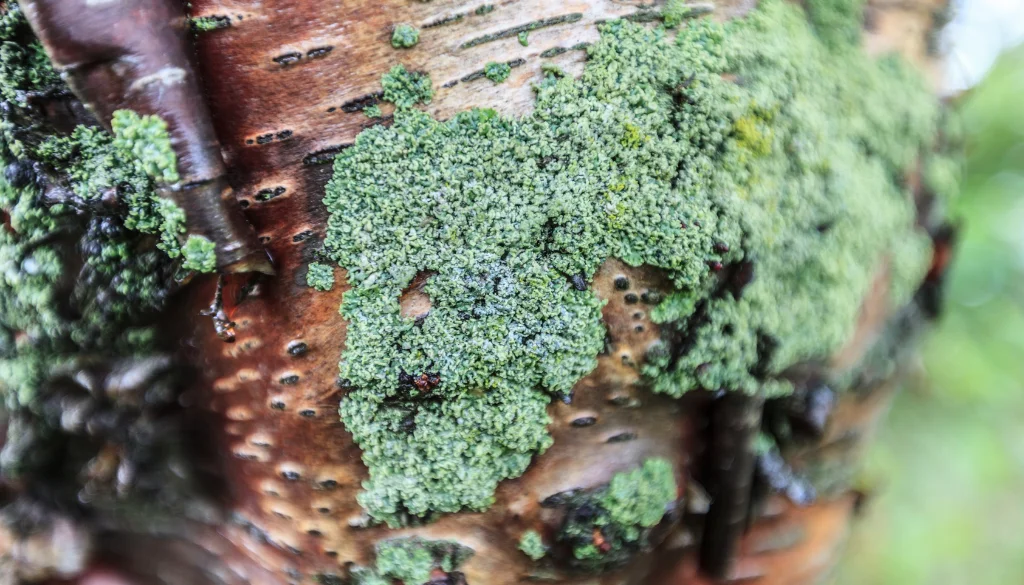 do i remove moss from my tree