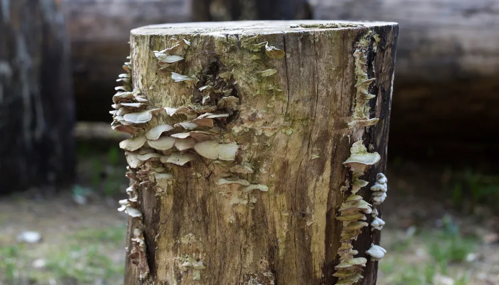 hidden problems behind stump rot hidden problems behind stump rot