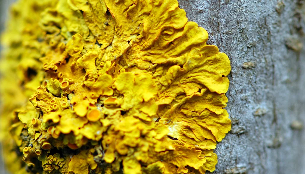 should you remove mushrooms from trees