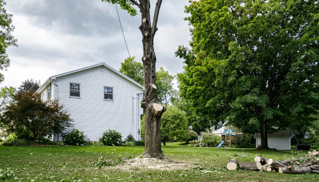 City Trees vs Street Trees Differences