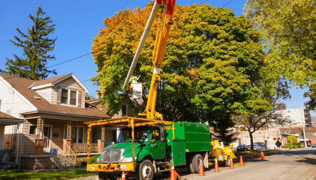 Maintaining City Trees vs Street Trees
