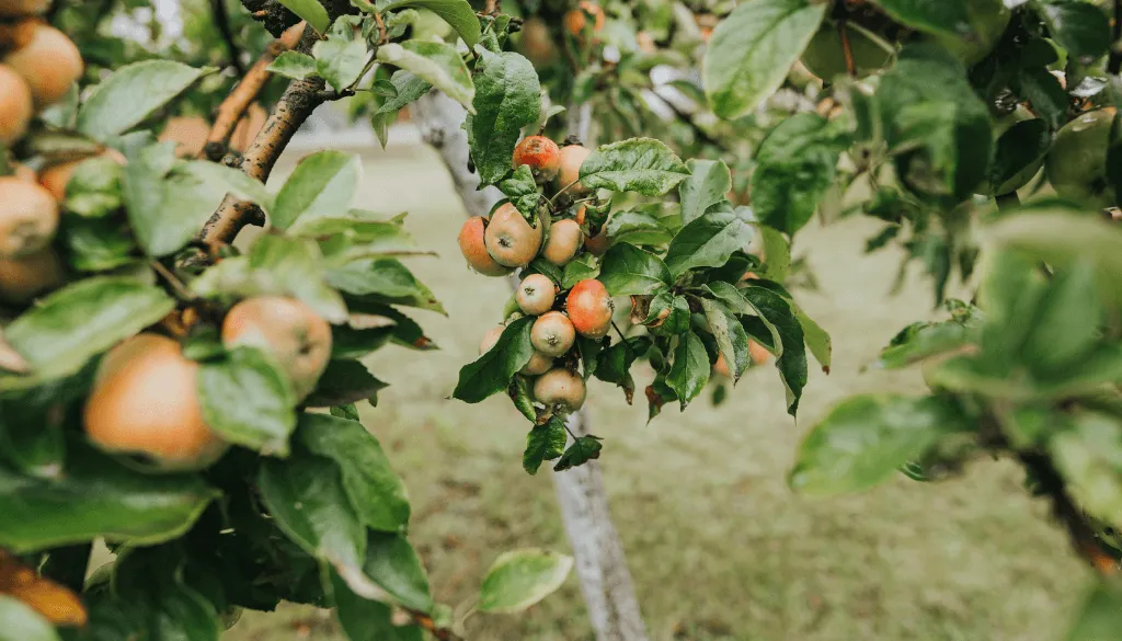 easy ways for fruit production in trees