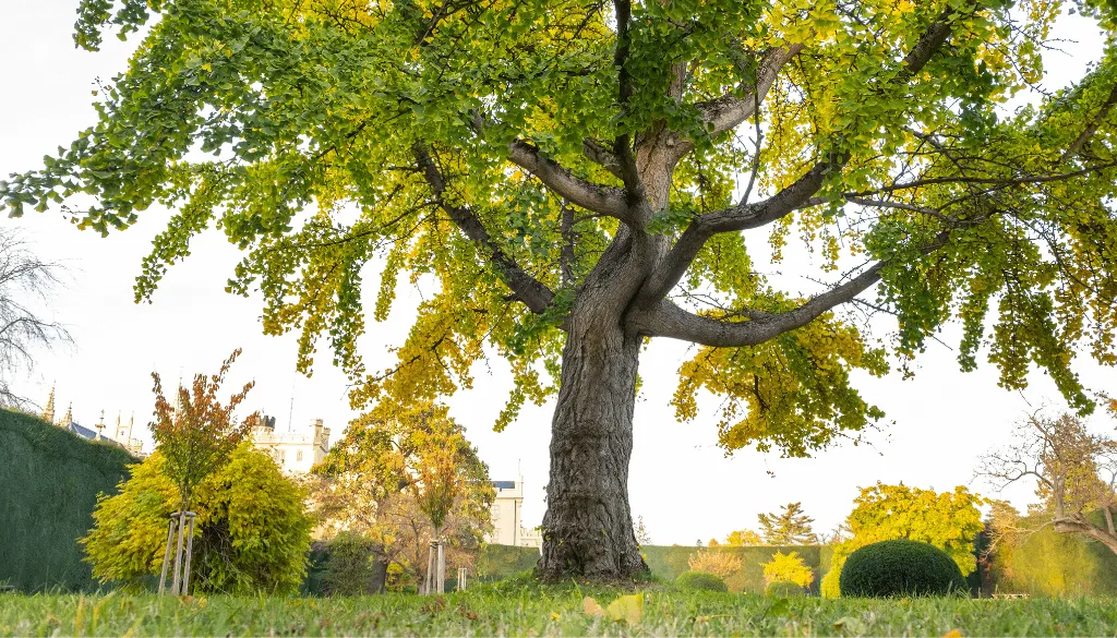 how trees communicate to each other how trees communicate to each other