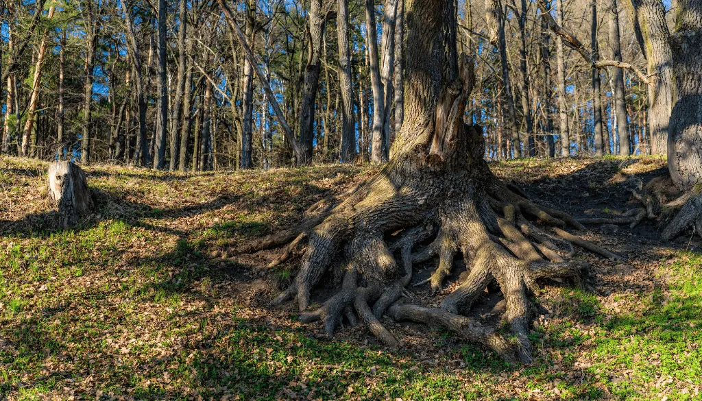 how trees communicate using roots how trees communicate using roots