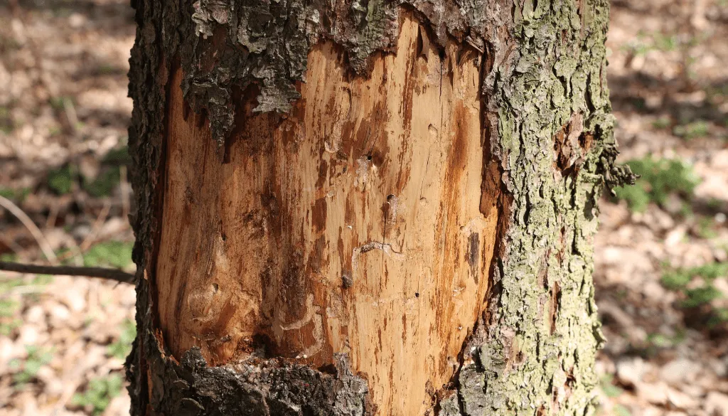 make your tree produce fruit fast