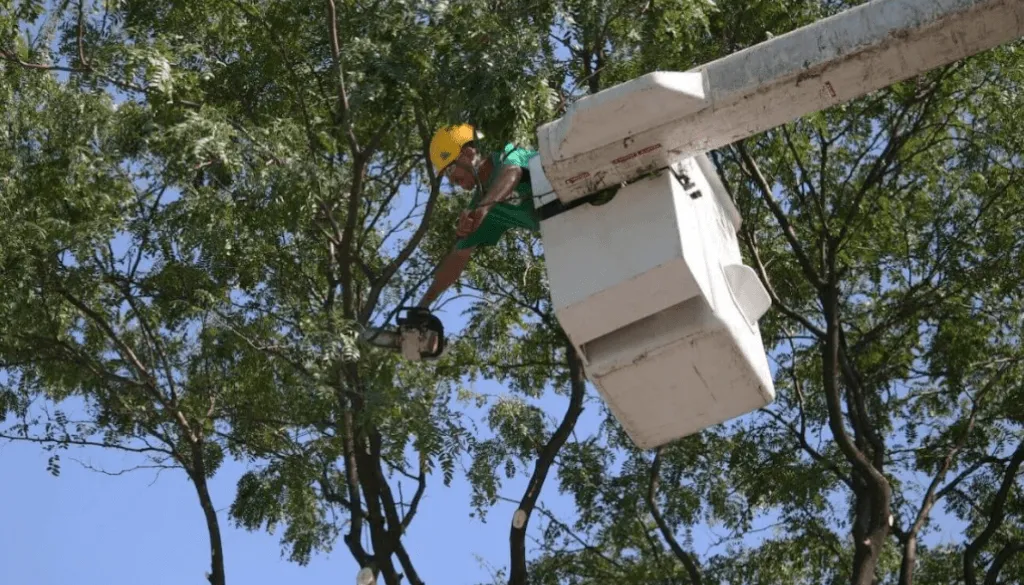 tips for fruit production in trees