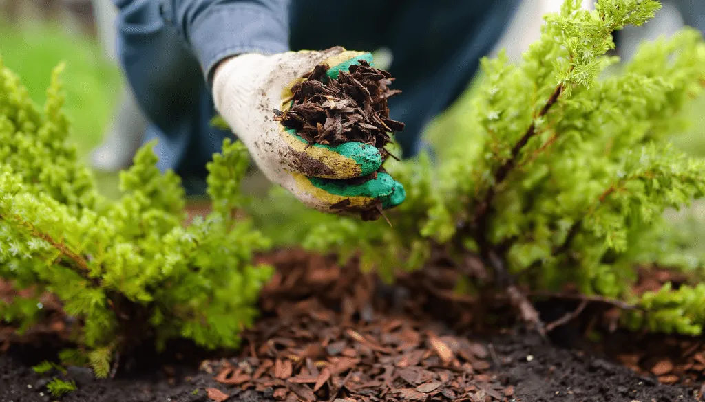 the best natural mulch for your garden