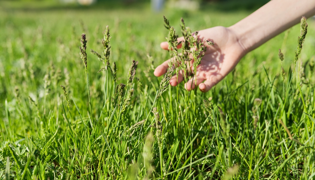 best time to mow your grass best time to mow your grass