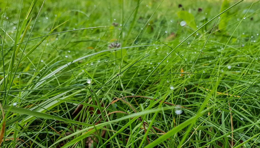 how wet grass affects your garden how wet grass affects your garden