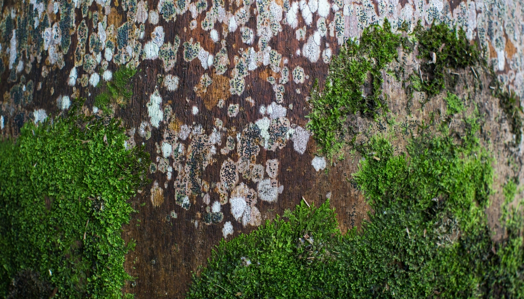 tree mold from wet environment tree mold from wet environment