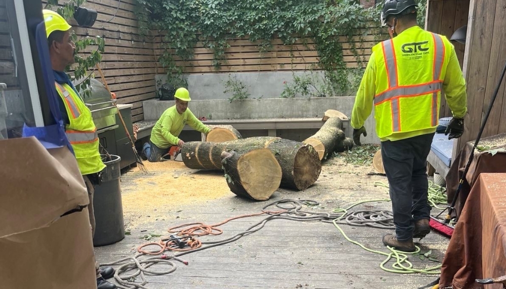 GreenLeaf Blog Images Brooklyn title survey tree removal