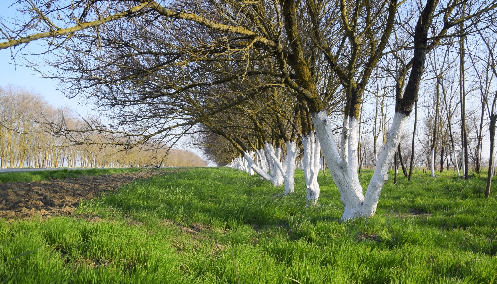 row of whitewashed trees in a field