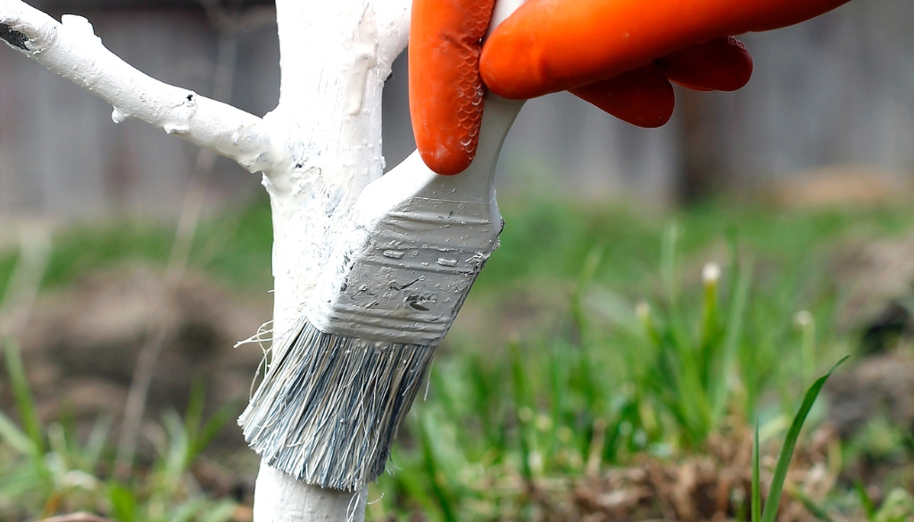 person whitewashing a tree closeup