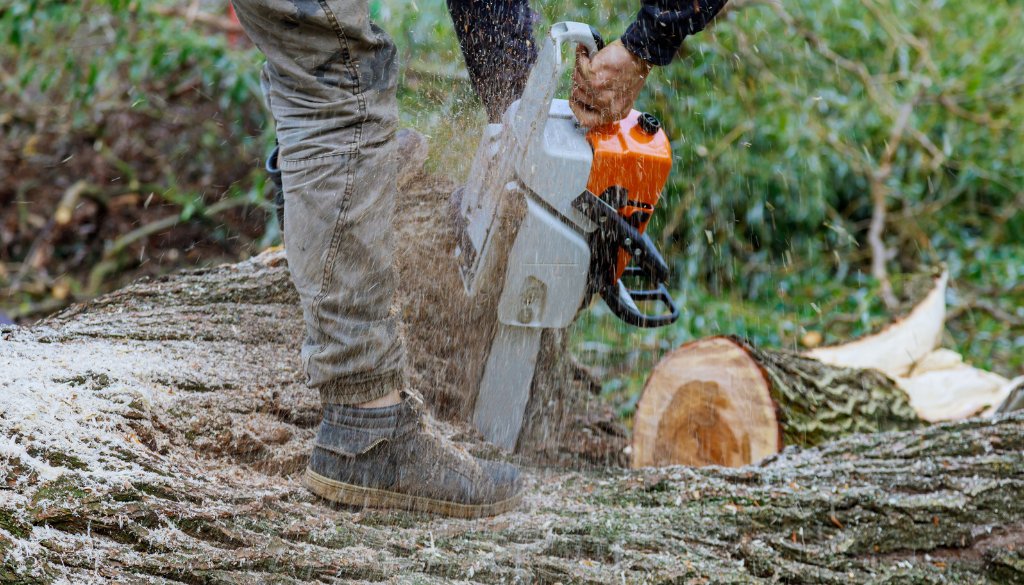 cutting above ground tree roots