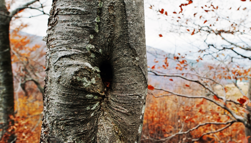 GreenLeaf Blog Images filling tree holes safely