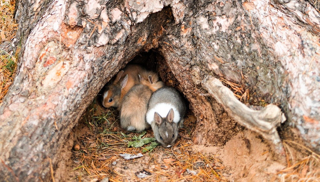 GreenLeaf Blog Images filling tree holes safely