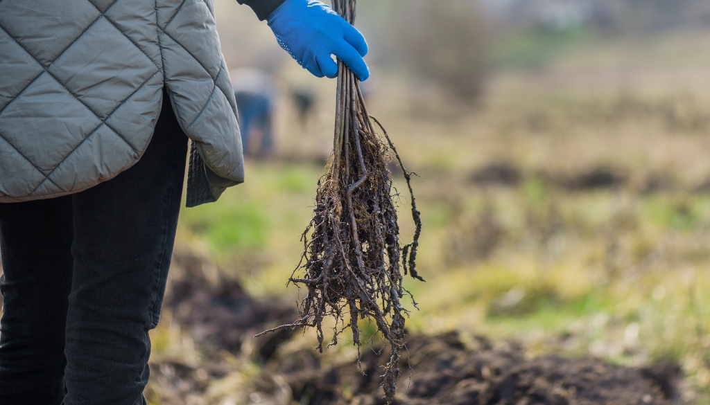 GreenLeaf Blog Images moving a tree without damaging roots person pruning roots of a tree
