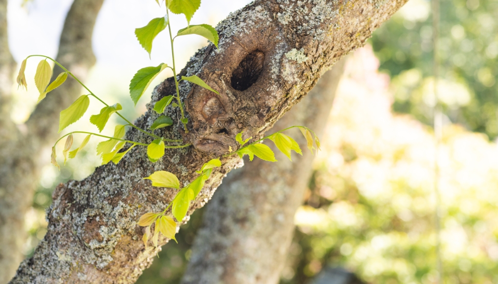 GreenLeaf Blog Images filling tree holes safely