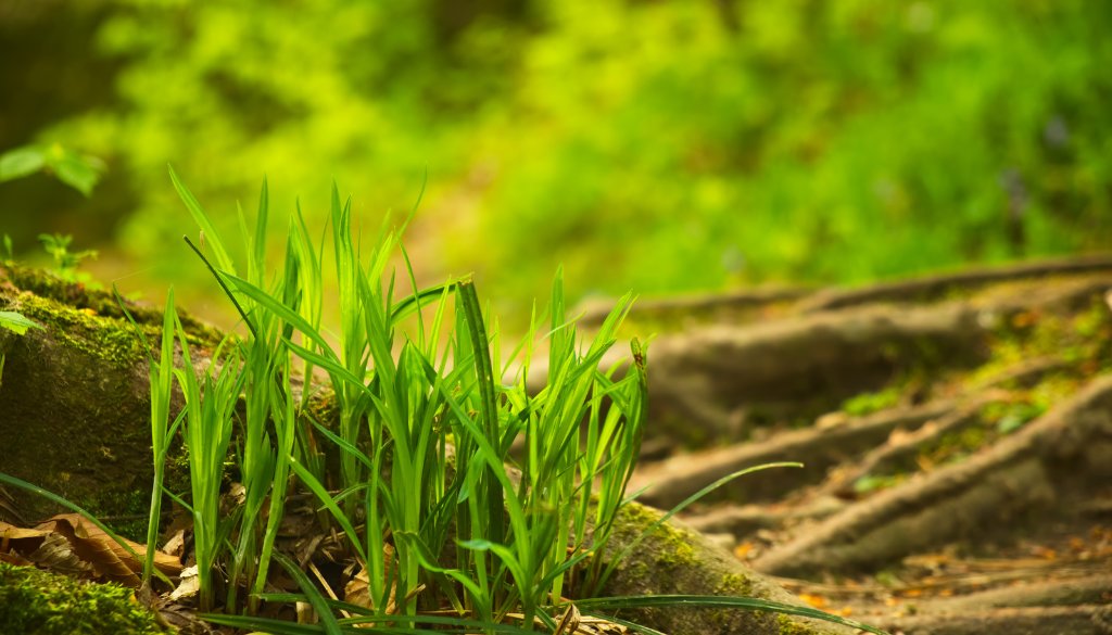 tree roots killing my lawn