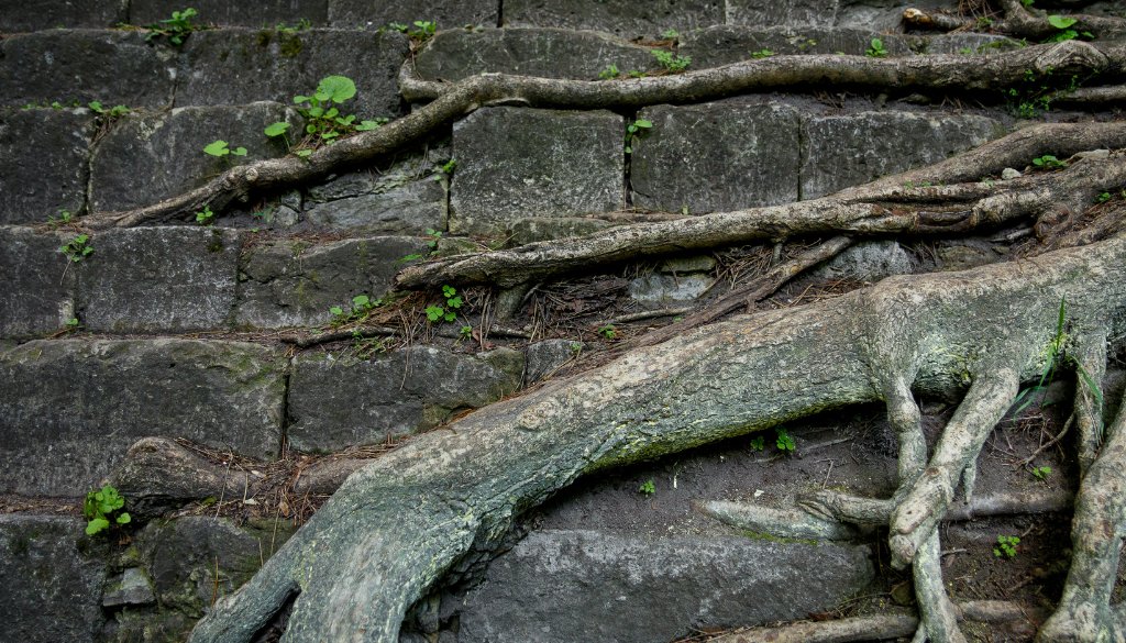 tree roots lifting my sidewalk