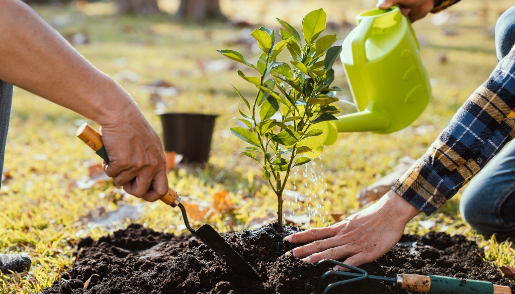 GreenLeaf Blog Images moving a tree without damaging roots moving a tree without damaging roots