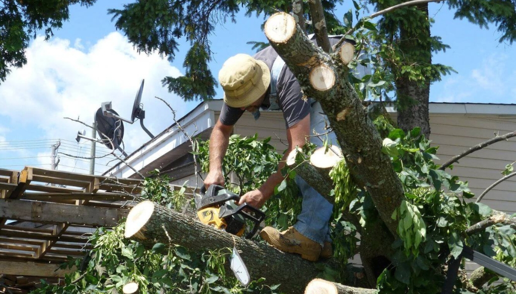 ash tree pruning new york