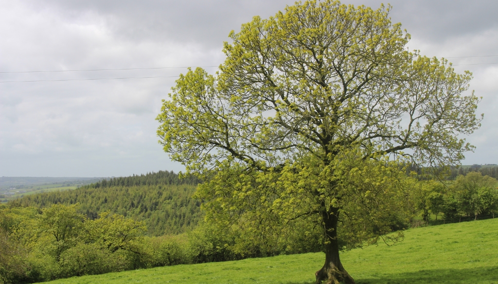 ash tree on a field