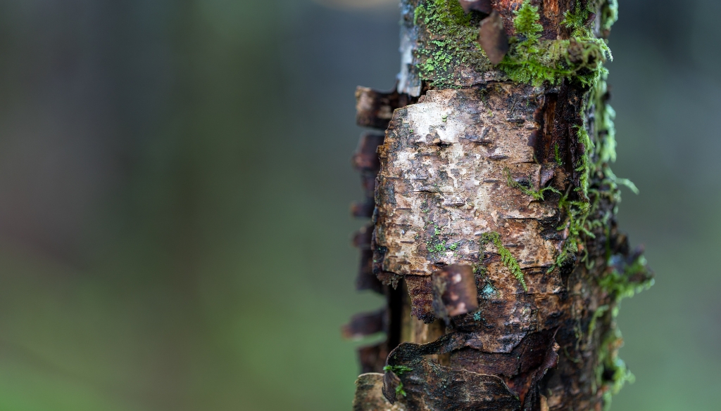 peeling bark from tree sunburn