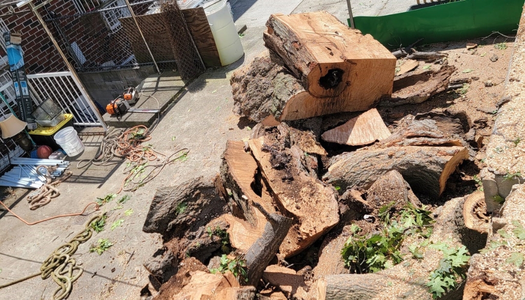 sunburned tree removal for homes in New York
