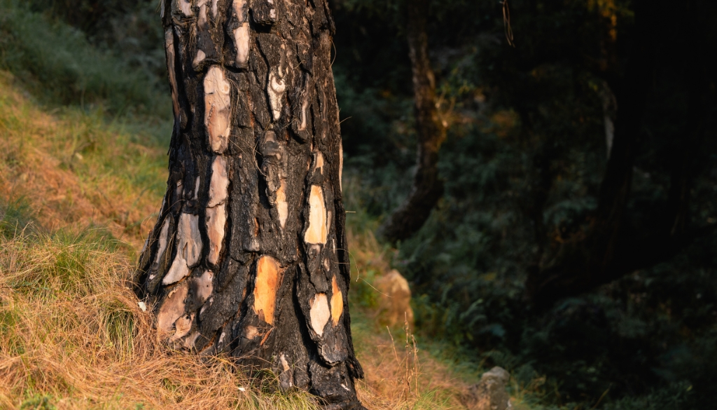 sunburned tree on grass
