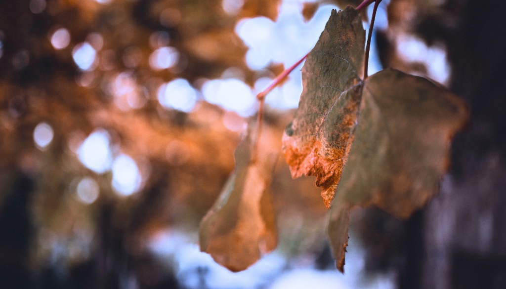 sunburnt tree leaves