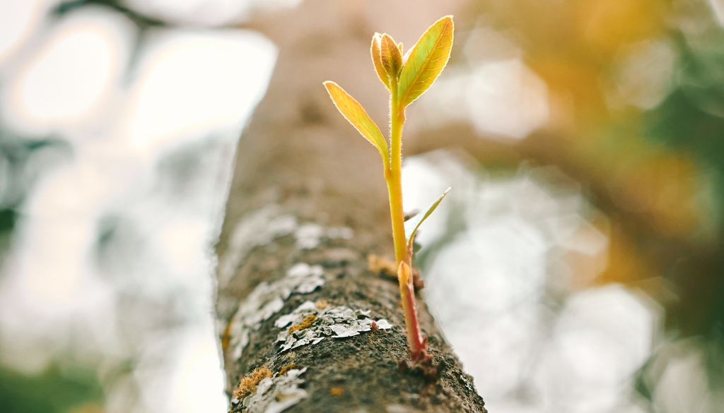 arborist epicormic sprout pruning