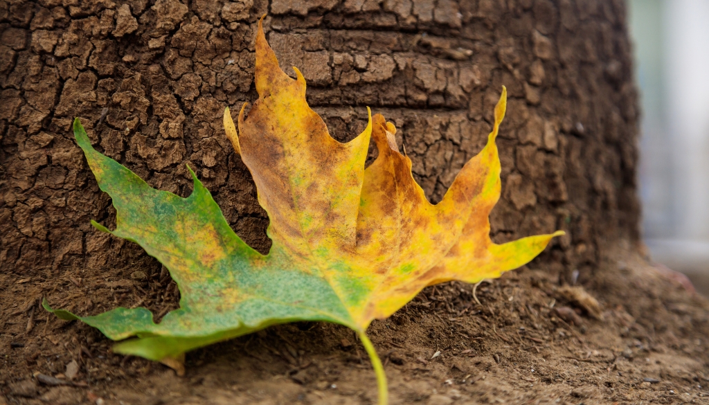 leaf affected by verticillium wilt