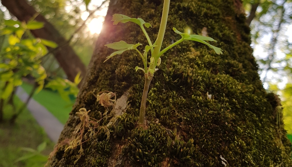 water sprouts on tree