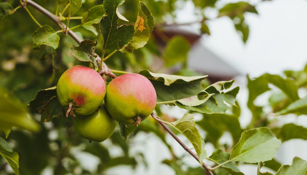 fruit trees causing spider mites